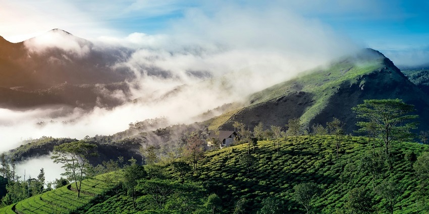 An image of Kotagiri, a hill station near Coimbatore, featuring vast tea plantations and hills.