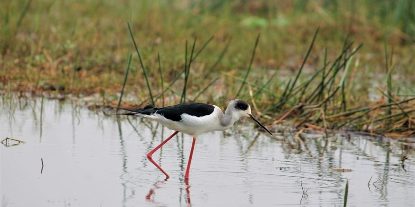 Kothaimangalam Wetlands is one of the lesser-known places to visit in Palani for visitors.