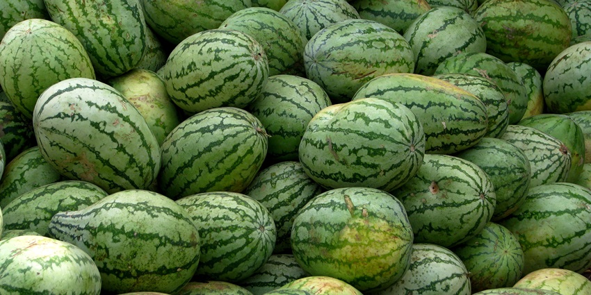 Fresh produce of watermelons at display stacked on top of each other at Koyambedu Market