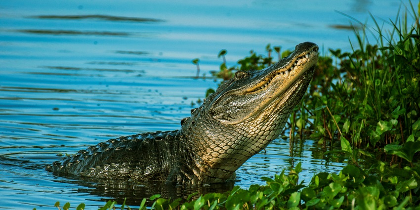 Alligator resting near water plants on a calm body of water, partially submerged