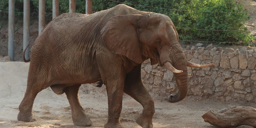 An elephant playfully pouring sand on itself captured in one of the places to visit in Salem.