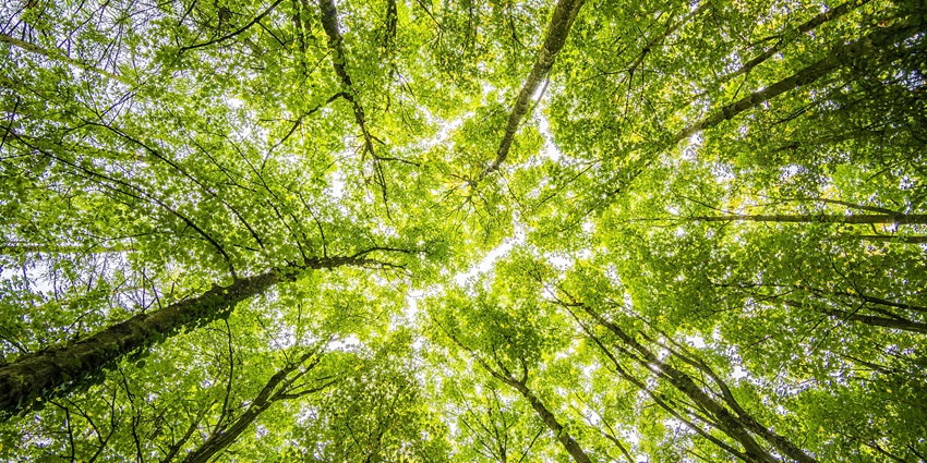A low angle view of a lush green Kushmi forest, a popular destination in Uttar Pradesh.