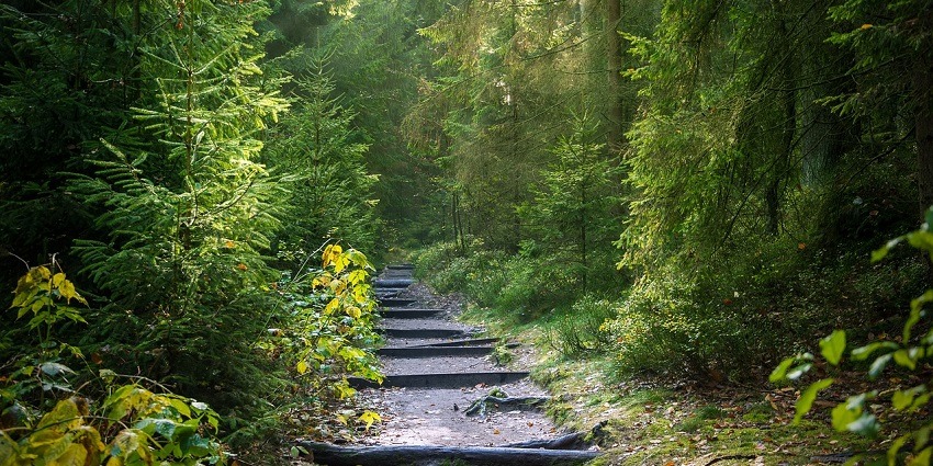 A view of a dense forest trail illuminated by sunbeams, a famous place near Gorakhnath.