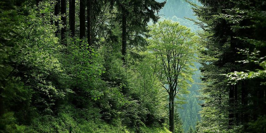 An image of Khushi Forest which is one of the best places to visit in Gorakhpur.