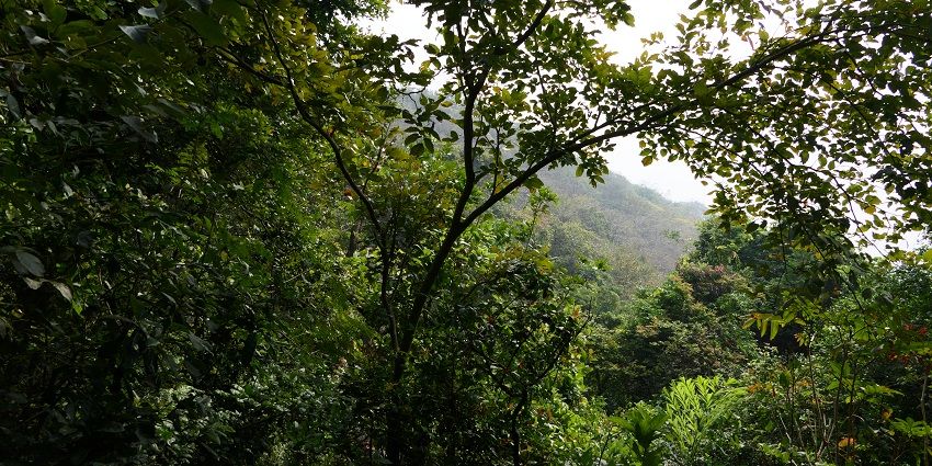 Lush greenery and peaceful trails at Kushmi Forest near Neer Nikunj Water Park.