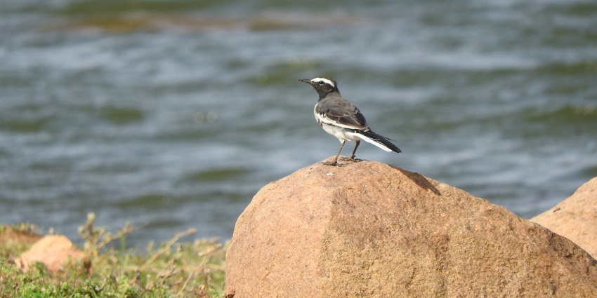 A White-browed Wagtail perched on a rock, offering a view of top Palani tourist places.