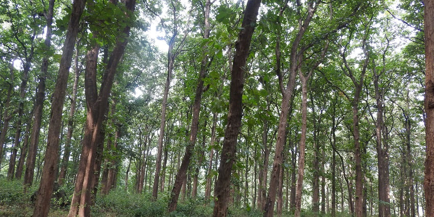 A picture of tall and slender trees offering an escape into nature's embrace