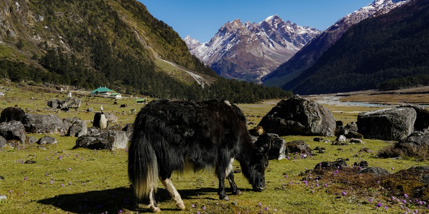 Stroll in the valley of flowers among the wildlife - Best places to visit in Sikkim