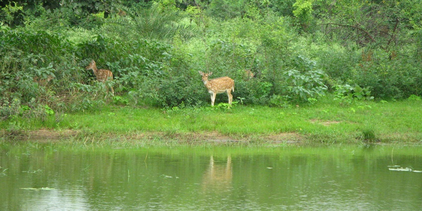 Image of cheetal (spotted deer) roam freely along with other herbivores at a National Park