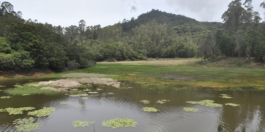Berijam Lake with algae in the water, is surrounded by greenery and distant hills