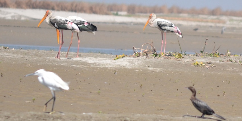 The migratory birds taking refuge in the wildlife sanctuaries of Uttar Pradesh
