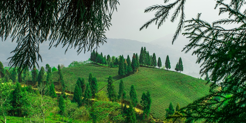 Peaceful Lamagaon, among the offbeat places in North Bengal perfect for nature lovers.
