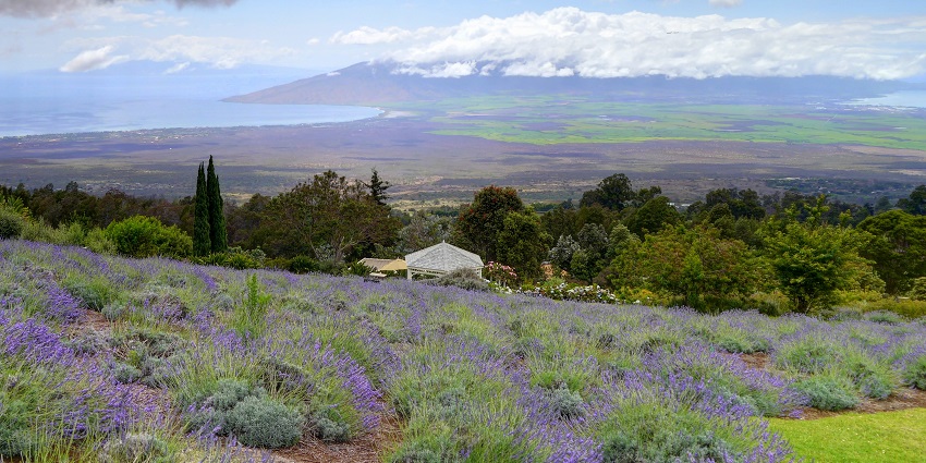 Lavender farm at the county Gainesville near the biggest casino in the world.
