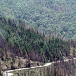 Pine Forests at a less crowded hill station in Uttarakhand.