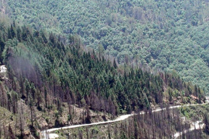 Pine Forests at a less crowded hill station in Uttarakhand.