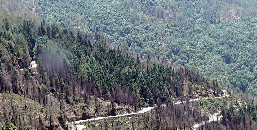 Pine Forests at a less crowded hill station in Uttarakhand.