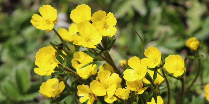 A glimpse of flowers in Govind Wildlife Sanctuary in the district of Uttarkashi, Uttarakhand.