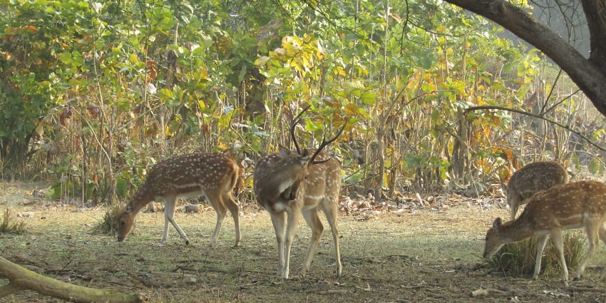 A herd of Spotted Deer at Rajaji National Park & Tiger Reserve, Uttarakhand