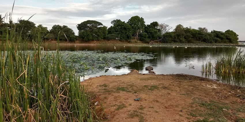 A quiet scene at Oussudu Lake, showcasing birds and vibrant natural surroundings