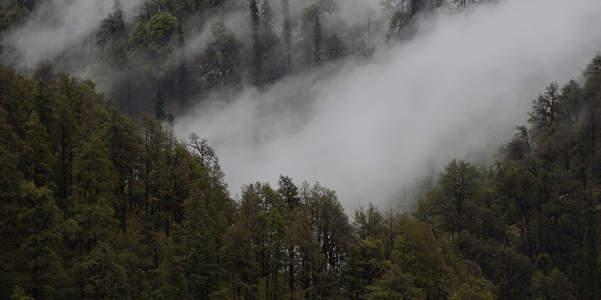 Majestic view of the misty and pine covered hills Kedarnath wildlife sanctuary