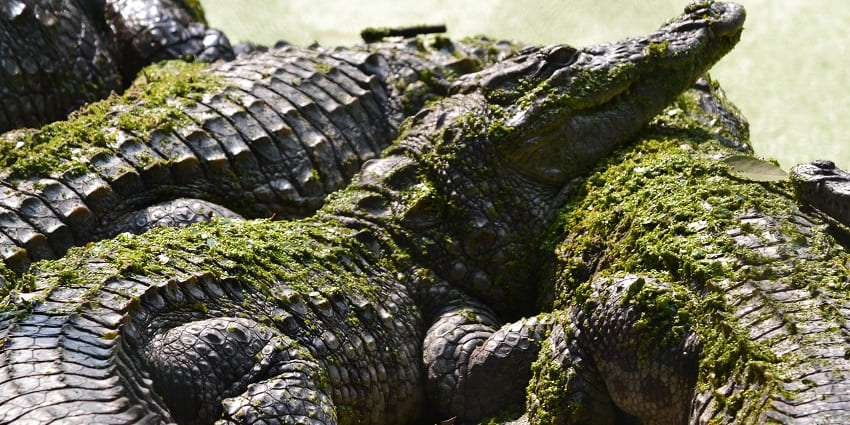 Crocodile resting by the water at Lucknow Zoo, surrounded by a natural habitat