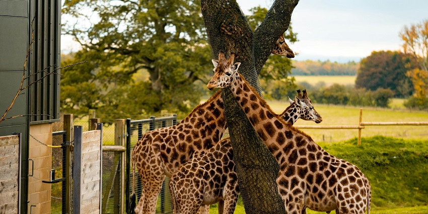 Giraffes gracefully grazing beneath a tree in Suhelwa Wildlife Sanctuary