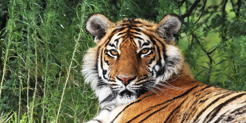Jungle safari in Rishikesh explores vibrant ecosystems and protected forests.