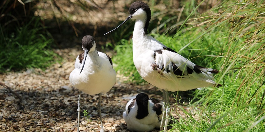 An image of a group of avocets wading in shallow water in Thanthai Periyar Wildlife Sanctuary.