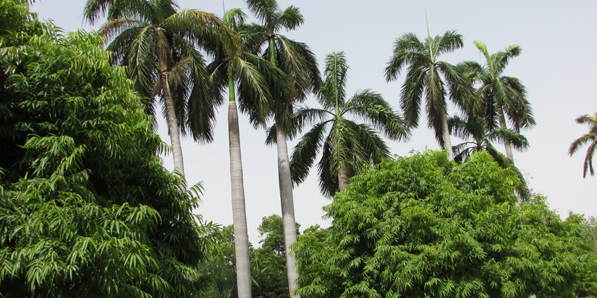 A picture of tall pine trees in a garden inside the Lucknow Zoo Museum.