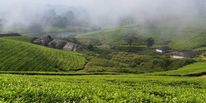 An image of rows of tea plants on rolling hills at a tea plantation, surrounded by beautiful landscapes