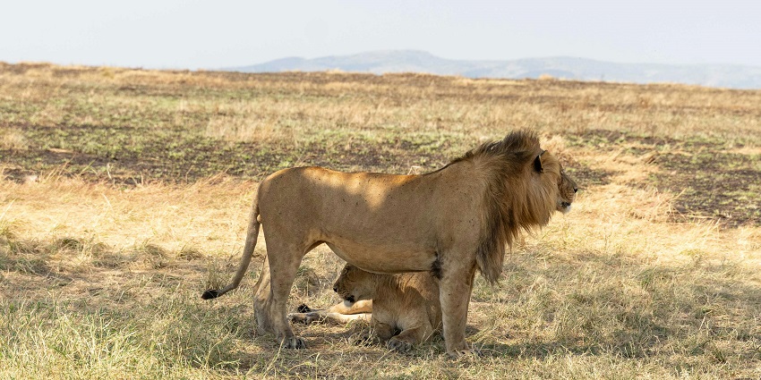 An image of the rich green grasslands in Indira Gandhi Wildlife Sanctuary