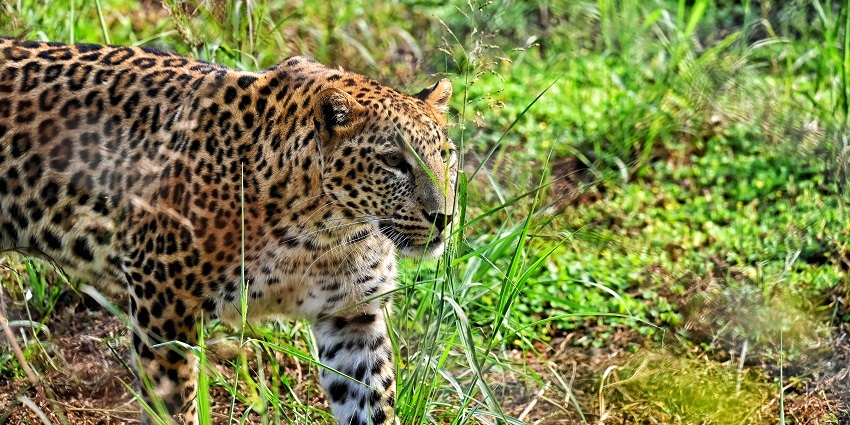 View of Ranipur Wildlife Sanctuary with dense forests and wildlife habitats