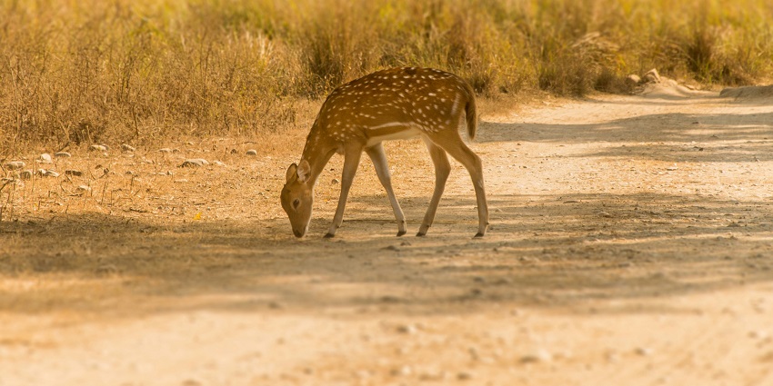 India's oldest national park jim corbett with diverse wildlife and scenic landscapes.