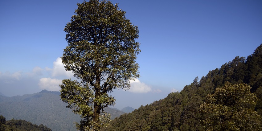 Chopta, the Himalayan destination, base for Tungnath and Chandrashila treks.