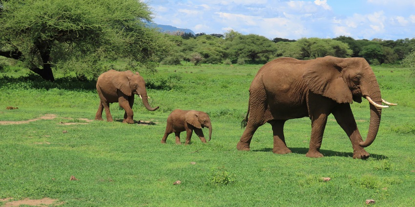 Diverse flora and fauna at Chapramari National Park for an adventurous time.