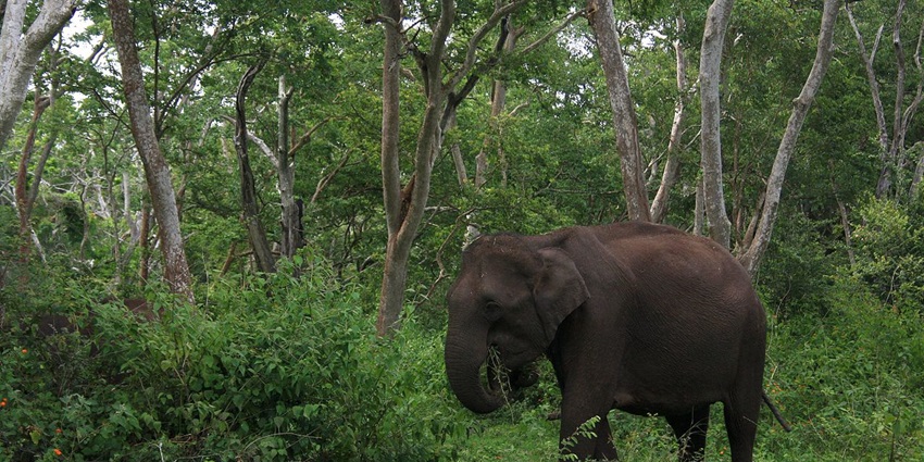 Mudumalai Tiger reserve offers diverse ecosystems and abundant wildlife experiences