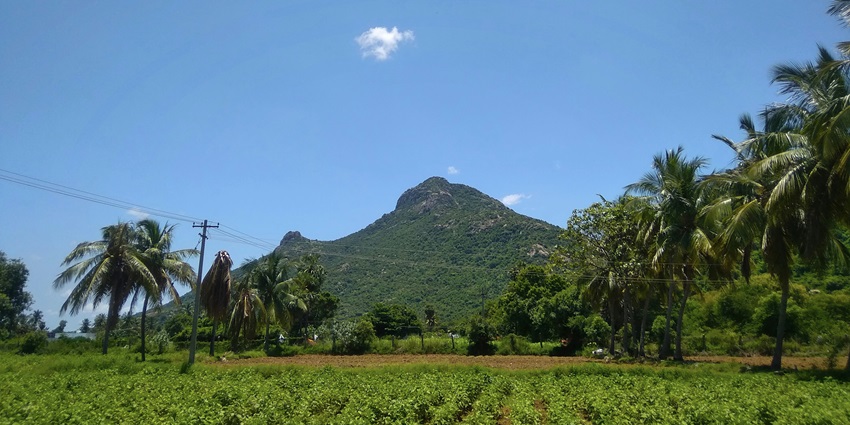 A panoramic view of the Arunachala Hill in India and its surrounding lush greenery.