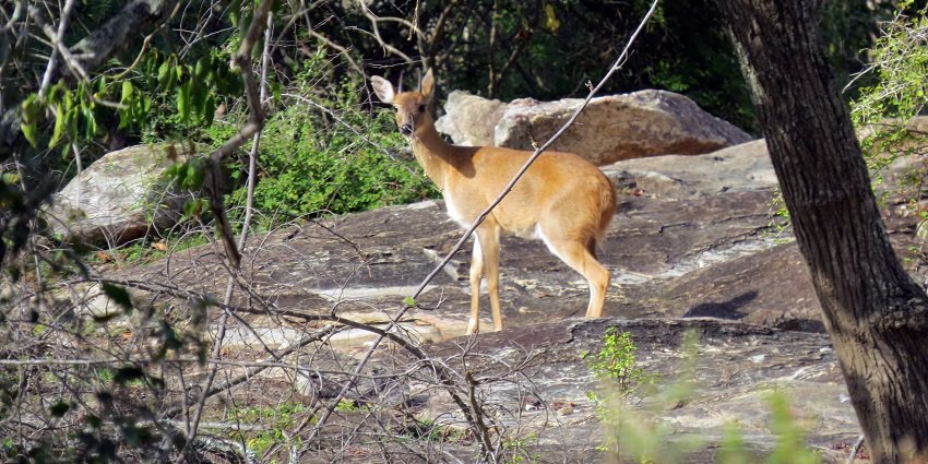Image of a male chousingha standing in the grasslands of Sathyamangalam Tiger Reserve.