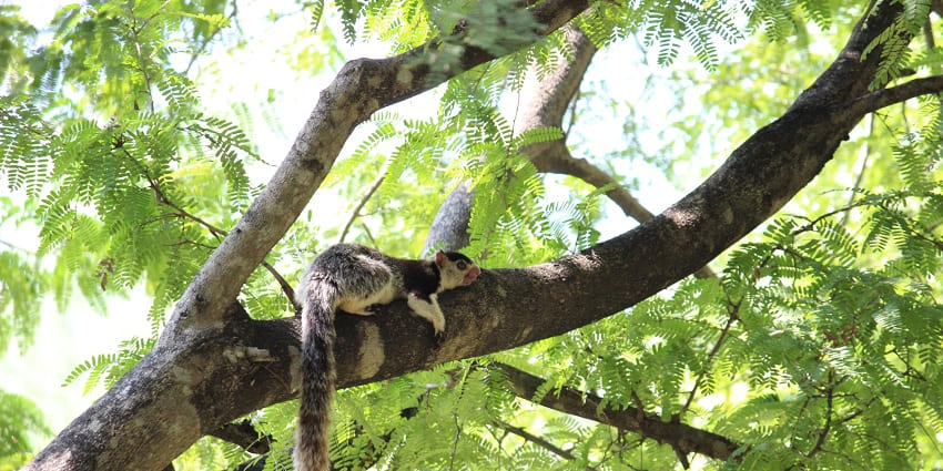 Grizzled giant squirrel resting on a tree branch in Wildlife Sanctuary.