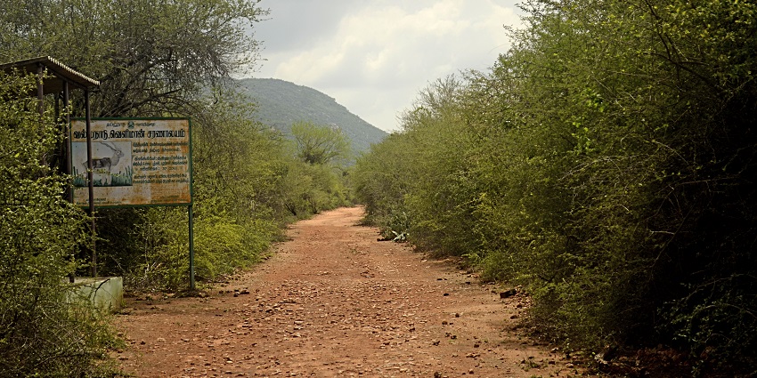 An image of the path leading to the dense greenery at Vallanadu Wildlife Sanctuary.