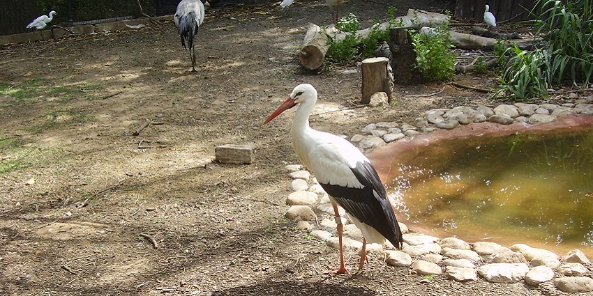 An image showing a stork in a lush green area in the zoo in Varanasi.