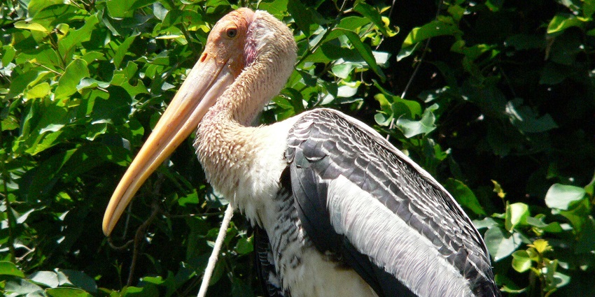 Explore Lothian Island Bird Sanctuary, an enjoyable thing to do in Bakkhali.
