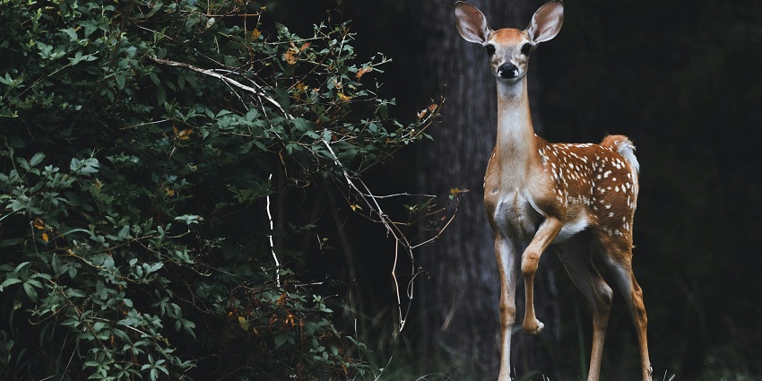 An opportunity to spot deer, at the Lothian Island wildlife sanctuary in West Bengal.