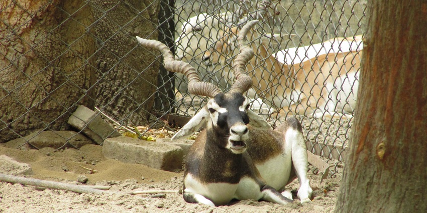 A Blackbuck spotted at a Zoo, among the best places for wildlife lovers