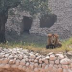 A lion sitting on the ground inside an enclosure at Lucknow Zoo, surrounded by green grass.