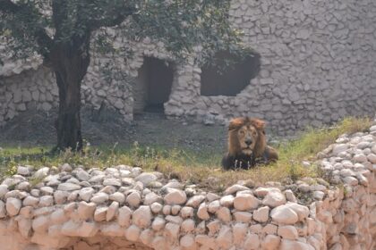 A lion sitting on the ground inside an enclosure at Lucknow Zoo, surrounded by green grass.