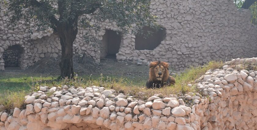 A lion sitting on the ground inside an enclosure at Lucknow Zoo, surrounded by green grass.