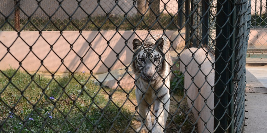 Wildlife wonders at Lucknow Zoo, a place to visit near Marino Water Park