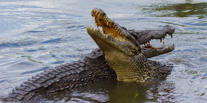 Image showing several crocodiles in the Madras Crocodile Bank Trust located in Tamil Nadu.