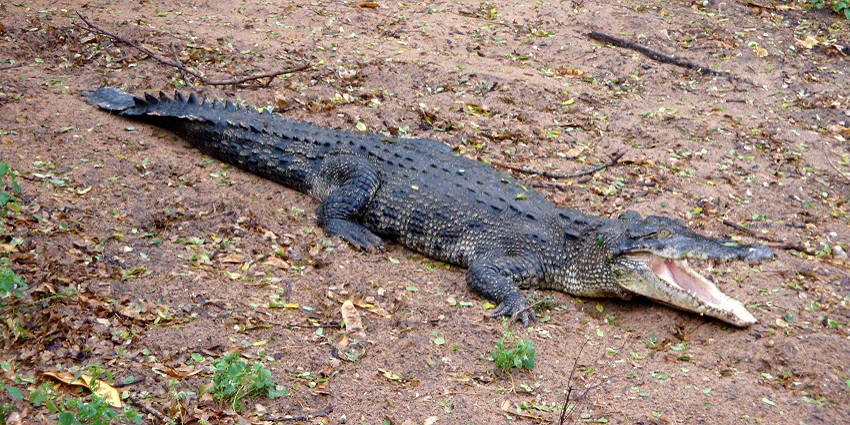 An image of the Crocodile Bank Trust with crocodiles and flexible zoo timings in Tamil Nadu.
